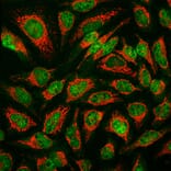 Immunofluorescence - Anti-MBNL1 Antibody [1H1] (A85383) - Antibodies.com