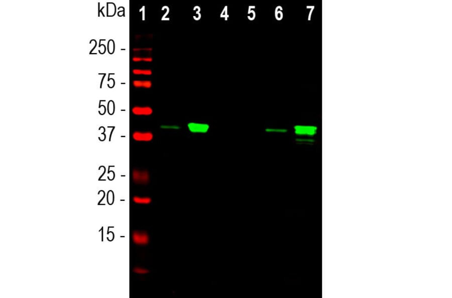 Western Blot - Anti-MBNL1 Antibody [1H1] (A85383) - Antibodies.com
