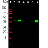 Western Blot - Anti-MBNL1 Antibody [1H1] (A85383) - Antibodies.com