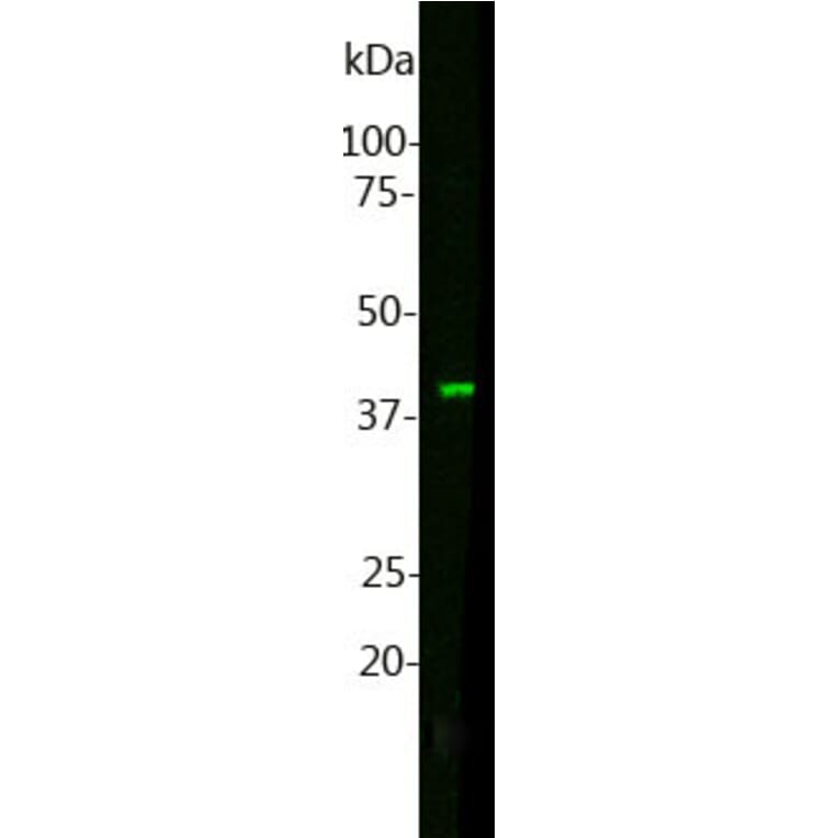 Western Blot - Anti-MBNL1 Antibody [1H1] (A85383) - Antibodies.com