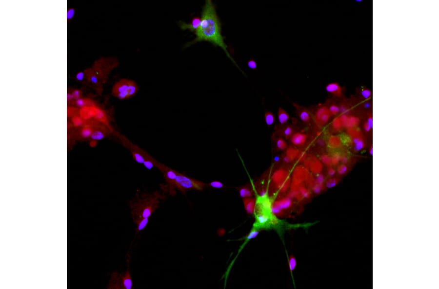 Immunofluorescence - Anti-Aldolase C Antibody (A85384) - Antibodies.com