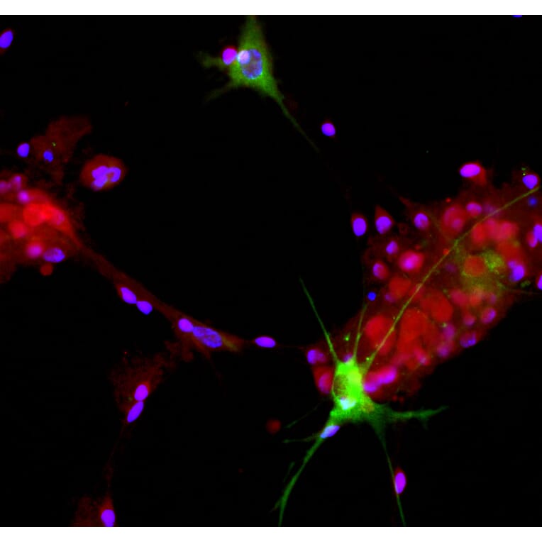 Immunofluorescence - Anti-Aldolase C Antibody (A85384) - Antibodies.com