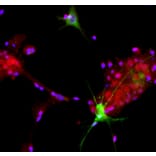 Immunofluorescence - Anti-Aldolase C Antibody (A85384) - Antibodies.com