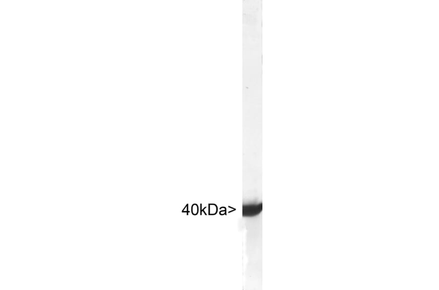 Western Blot - Anti-Aldolase C Antibody (A85384) - Antibodies.com