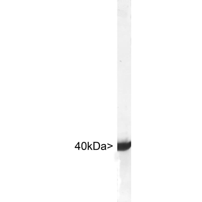 Western Blot - Anti-Aldolase C Antibody (A85384) - Antibodies.com