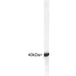 Western Blot - Anti-Aldolase C Antibody (A85384) - Antibodies.com