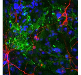 Immunofluorescence - Anti-Aldolase C Antibody [4A9] (A85385) - Antibodies.com