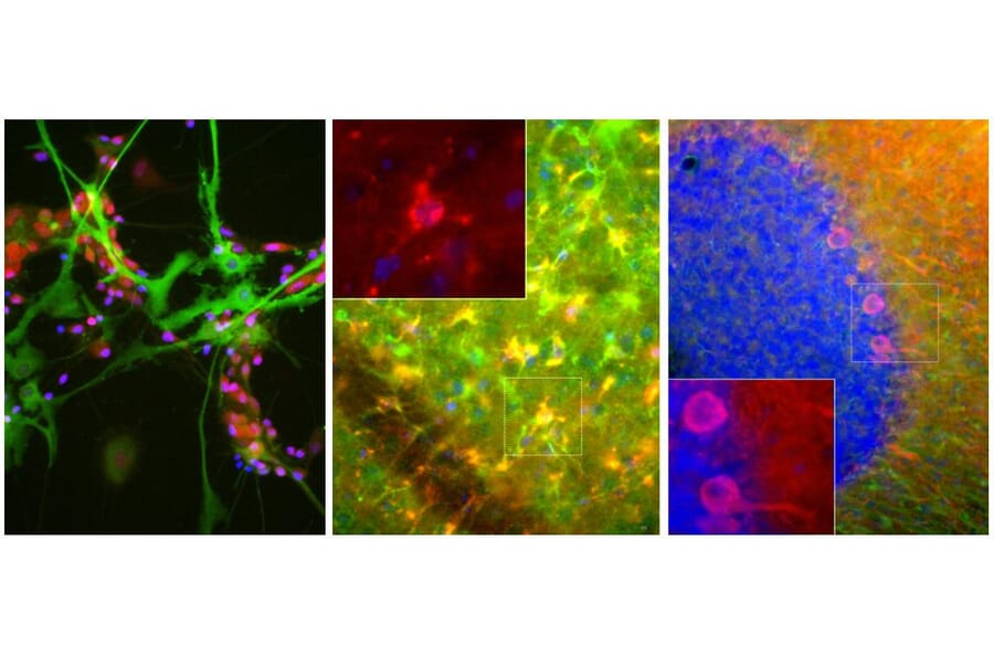 Immunofluorescence - Anti-Aldolase C Antibody [4A9] (A85385) - Antibodies.com