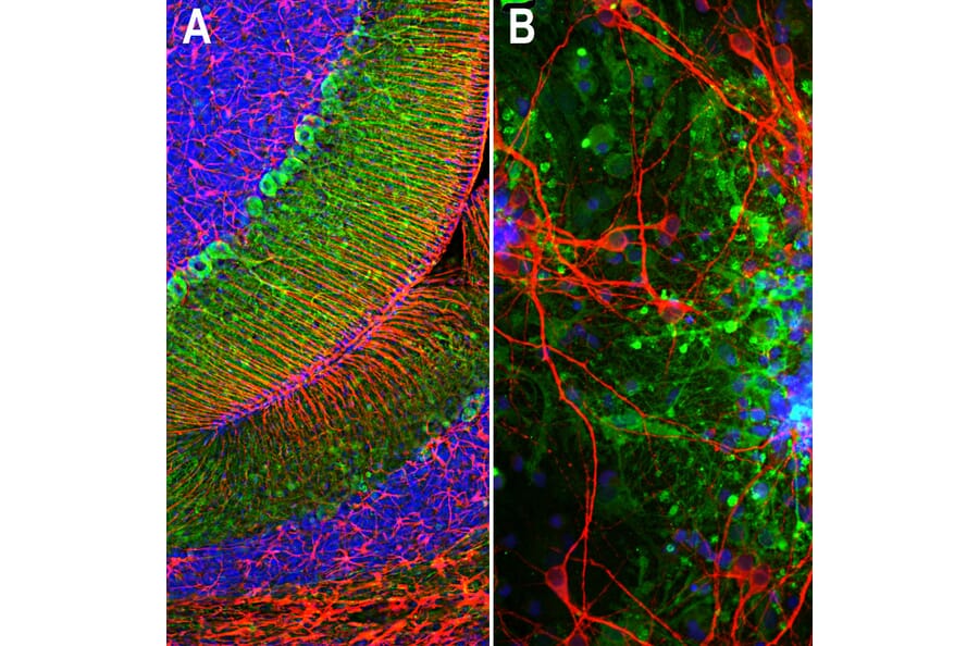 Immunofluorescence - Anti-Aldolase C Antibody [4A9] (A85385) - Antibodies.com