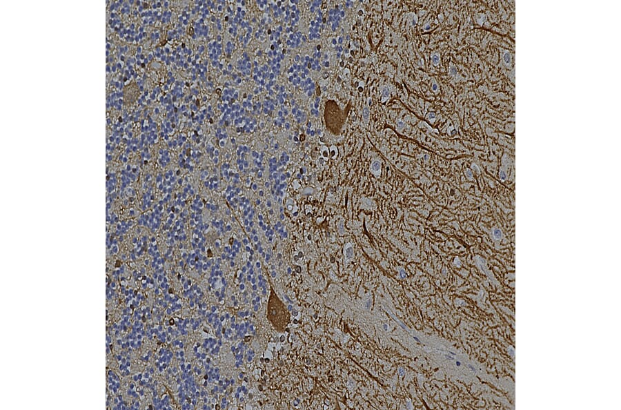 Immunohistochemistry - Anti-Aldolase C Antibody [4A9] (A85385) - Antibodies.com