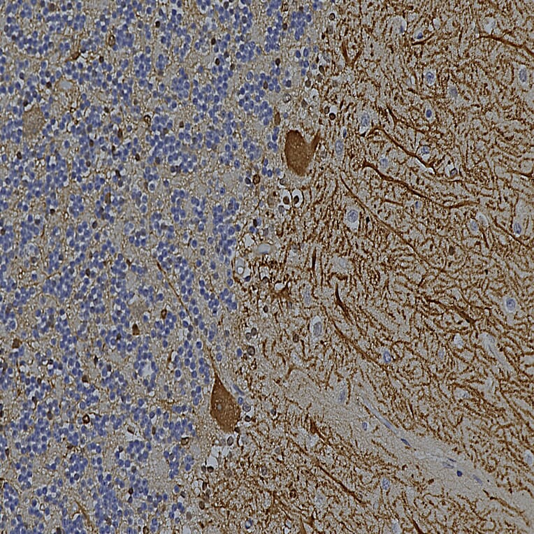 Immunohistochemistry - Anti-Aldolase C Antibody [4A9] (A85385) - Antibodies.com