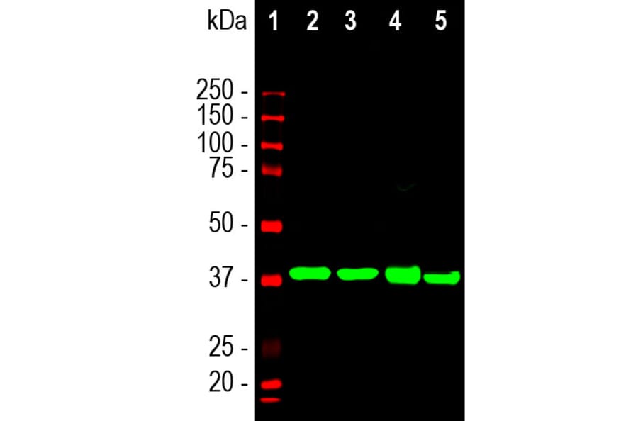 Western Blot - Anti-Aldolase C Antibody [4A9] (A85385) - Antibodies.com