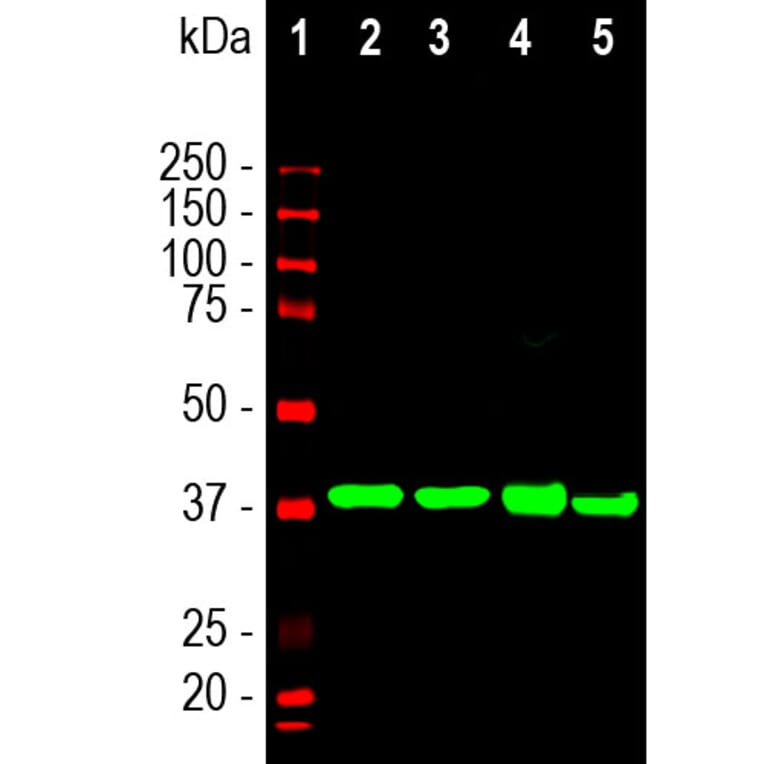 Western Blot - Anti-Aldolase C Antibody [4A9] (A85385) - Antibodies.com