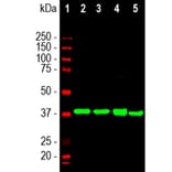 Western Blot - Anti-Aldolase C Antibody [4A9] (A85385) - Antibodies.com