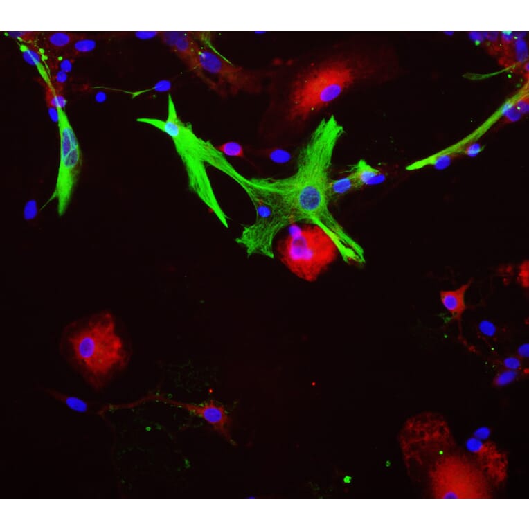 Immunofluorescence - Anti-Aldolase C Antibody (A85386) - Antibodies.com