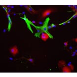 Immunofluorescence - Anti-Aldolase C Antibody (A85386) - Antibodies.com