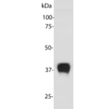 Western Blot - Anti-Aldolase C Antibody (A85386) - Antibodies.com