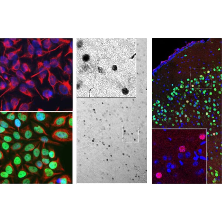 Immunofluorescence - Anti-c-Fos Antibody [2H2] (A85387) - Antibodies.com