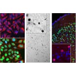 Immunofluorescence - Anti-c-Fos Antibody [2H2] (A85387) - Antibodies.com