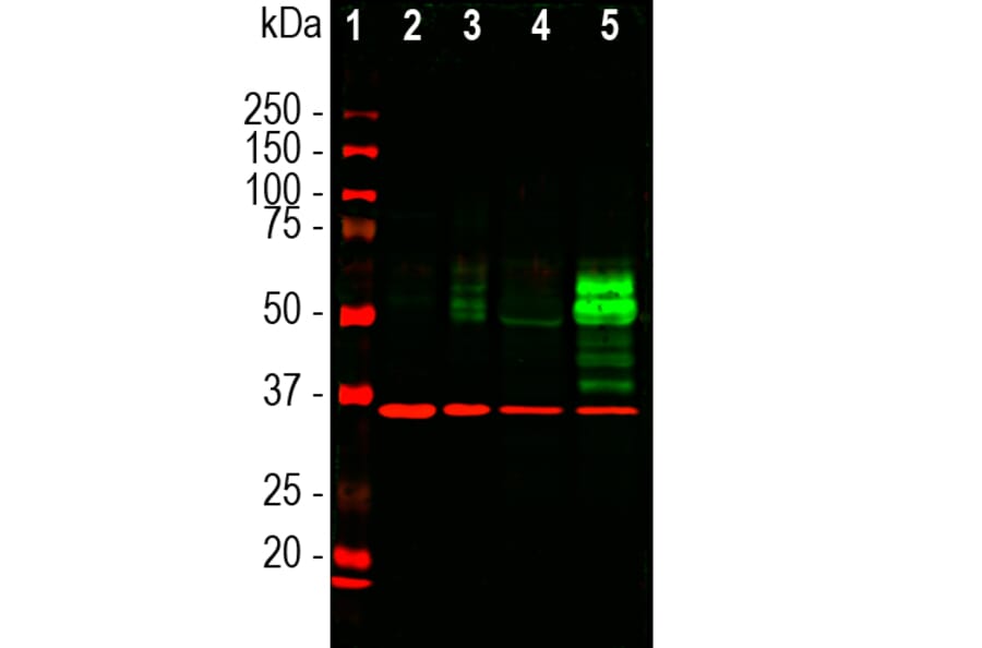 Western Blot - Anti-c-Fos Antibody [2H2] (A85387) - Antibodies.com