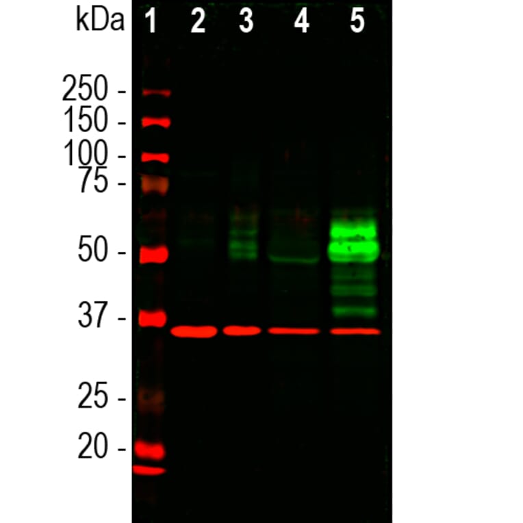 Western Blot - Anti-c-Fos Antibody [2H2] (A85387) - Antibodies.com