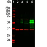 Western Blot - Anti-c-Fos Antibody [2H2] (A85387) - Antibodies.com