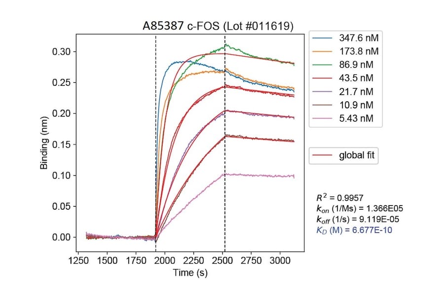 Binding curve - Anti-c-Fos Antibody [2H2] (A85387) - Antibodies.com