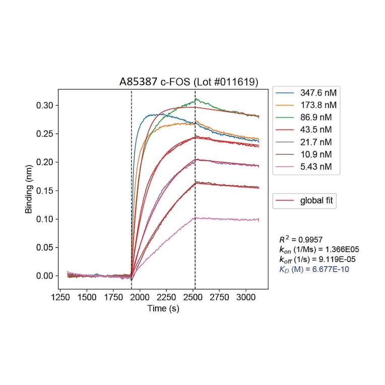 Binding curve - Anti-c-Fos Antibody [2H2] (A85387) - Antibodies.com