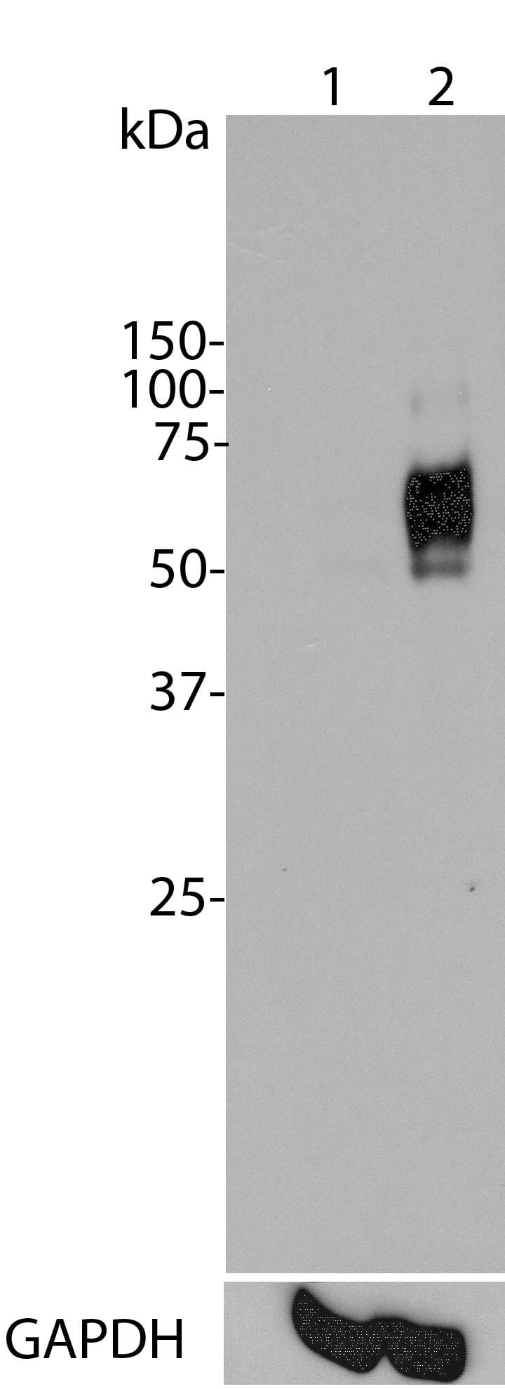 Anti-c-Fos Antibody [2H2] (A85387) | Antibodies.com