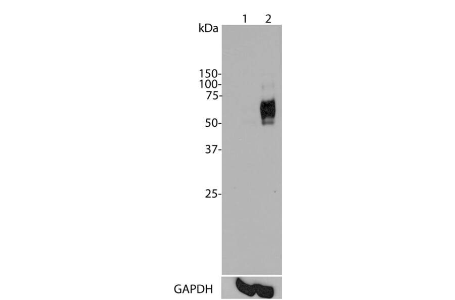 Western Blot - Anti-c-Fos Antibody [2H2] (A85387) - Antibodies.com