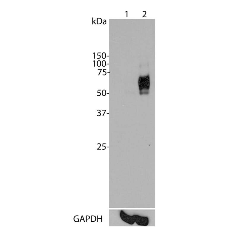 Western Blot - Anti-c-Fos Antibody [2H2] (A85387) - Antibodies.com