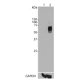 Western Blot - Anti-c-Fos Antibody [2H2] (A85387) - Antibodies.com