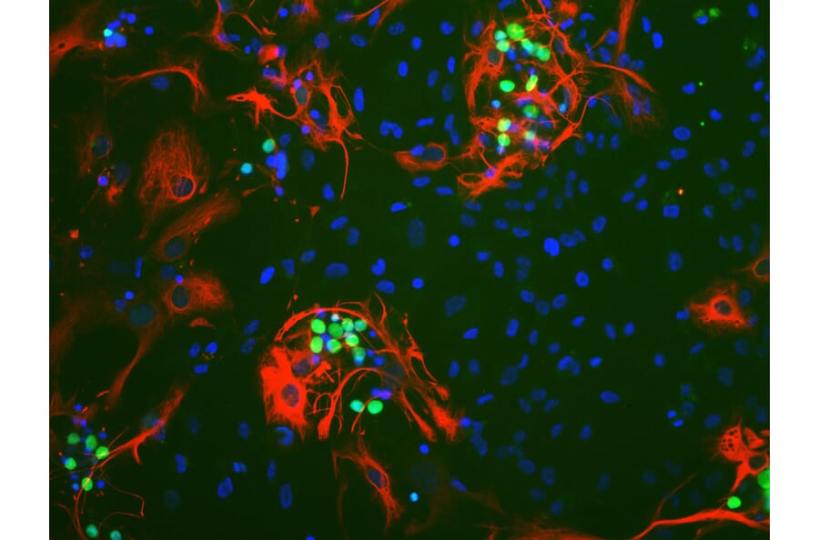 Immunofluorescence - Anti-c-Fos Antibody [2H2] (A85387) - Antibodies.com