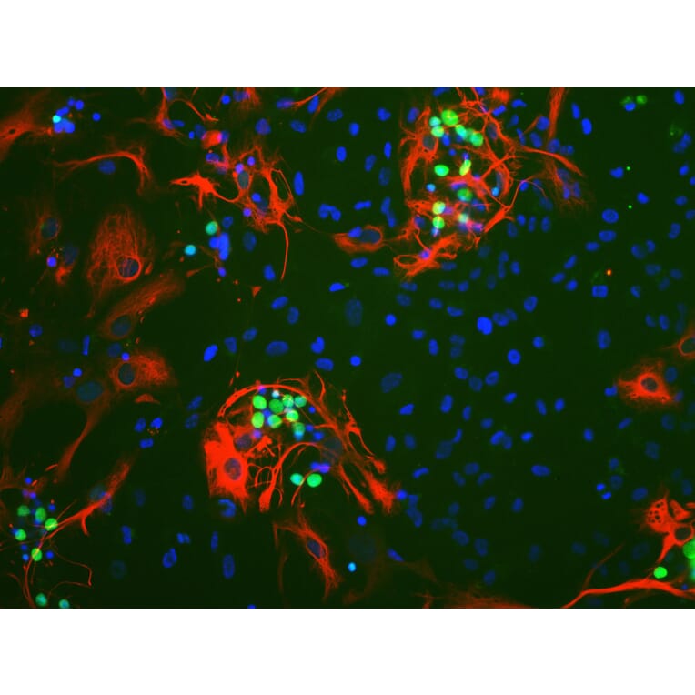 Immunofluorescence - Anti-c-Fos Antibody [2H2] (A85387) - Antibodies.com