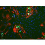 Immunofluorescence - Anti-c-Fos Antibody [2H2] (A85387) - Antibodies.com