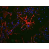 Immunofluorescence - Anti-c-Fos Antibody [2H2] (A85387) - Antibodies.com