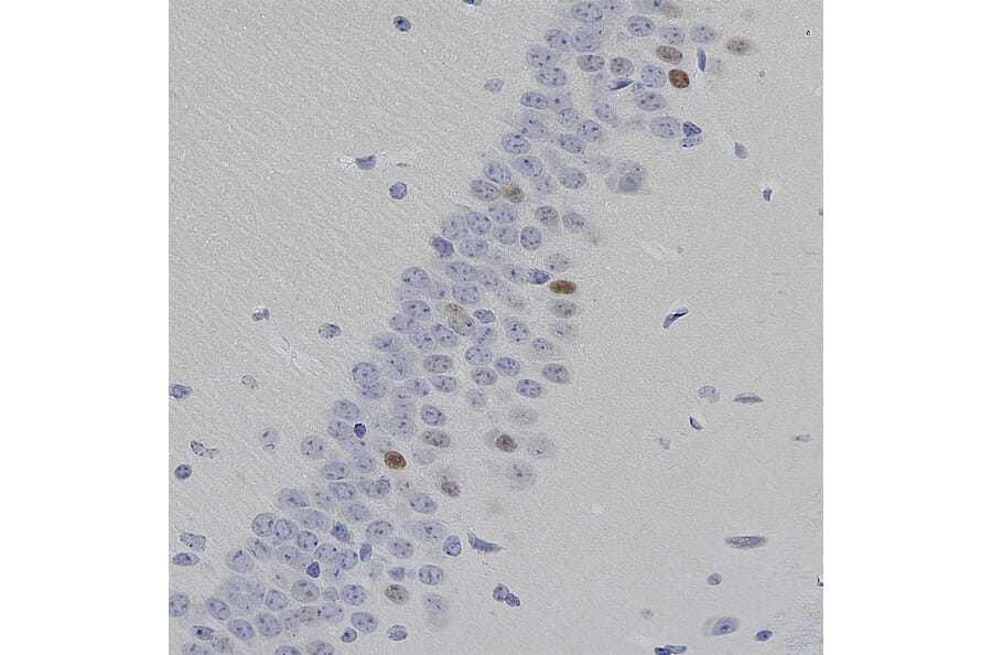Immunohistochemistry - Anti-c-Fos Antibody [2H2] (A85387) - Antibodies.com