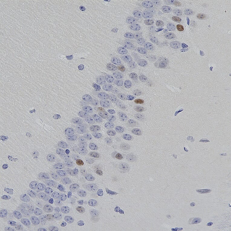 Immunohistochemistry - Anti-c-Fos Antibody [2H2] (A85387) - Antibodies.com