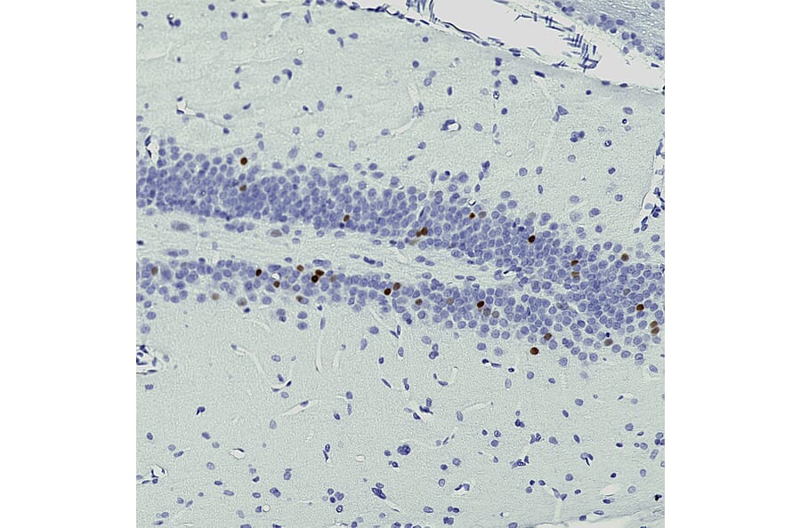 Immunohistochemistry - Anti-c-Fos Antibody [2H2] (A85387) - Antibodies.com