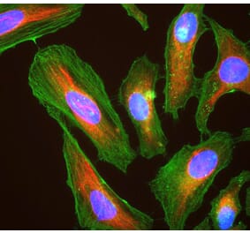 Immunofluorescence - Anti-Actin Antibody (A85388) - Antibodies.com