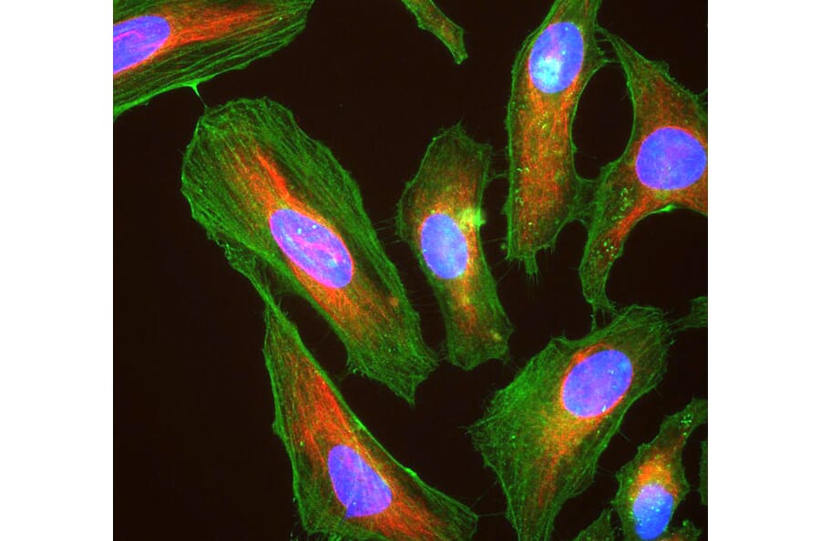 Immunofluorescence - Anti-Actin Antibody [5J11] (A85388) - Antibodies.com
