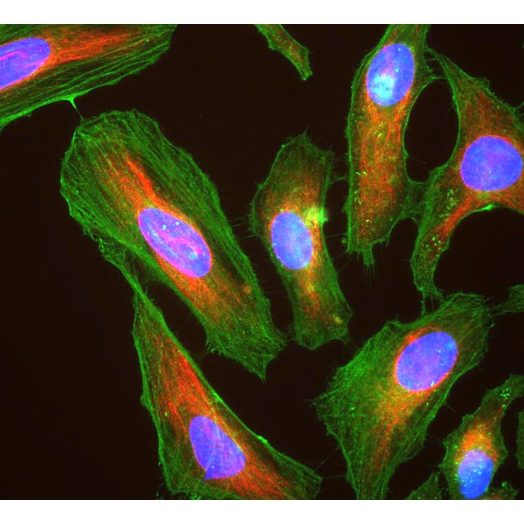 Immunofluorescence - Anti-Actin Antibody (A85388) - Antibodies.com