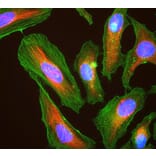 Immunofluorescence - Anti-Actin Antibody (A85388) - Antibodies.com