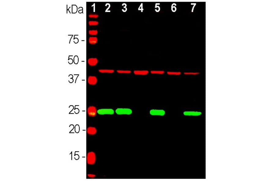 Western Blot - Anti-Actin Antibody [5J11] (A85388) - Antibodies.com