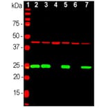 Western Blot - Anti-Actin Antibody (A85388) - Antibodies.com