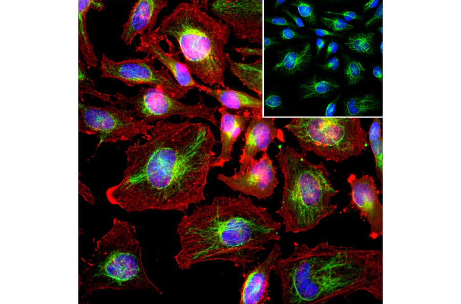 Immunofluorescence - Anti-Actin Antibody [5J11] (A85388) - Antibodies.com