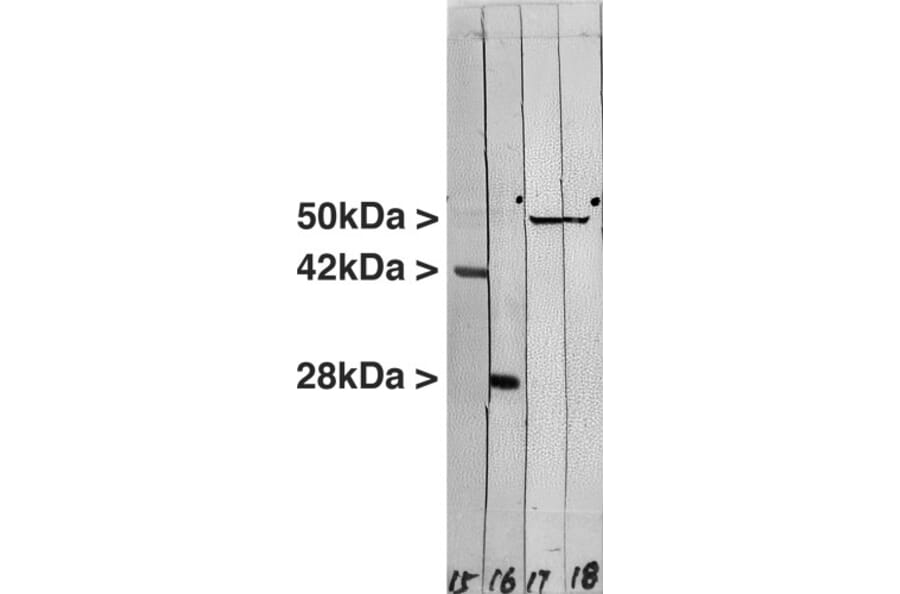 Western Blot - Anti-Actin Antibody [5J11] (A85388) - Antibodies.com