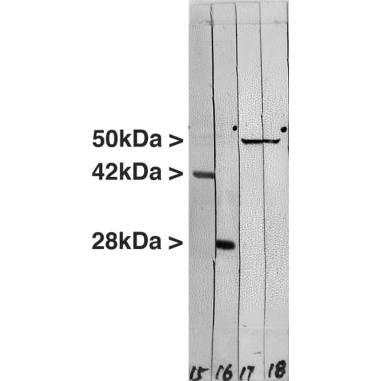 Western Blot - Anti-Actin Antibody (A85388) - Antibodies.com