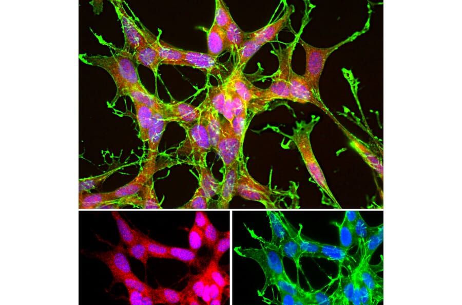 Immunofluorescence - Anti-Actin Antibody [5J11] (A85388) - Antibodies.com