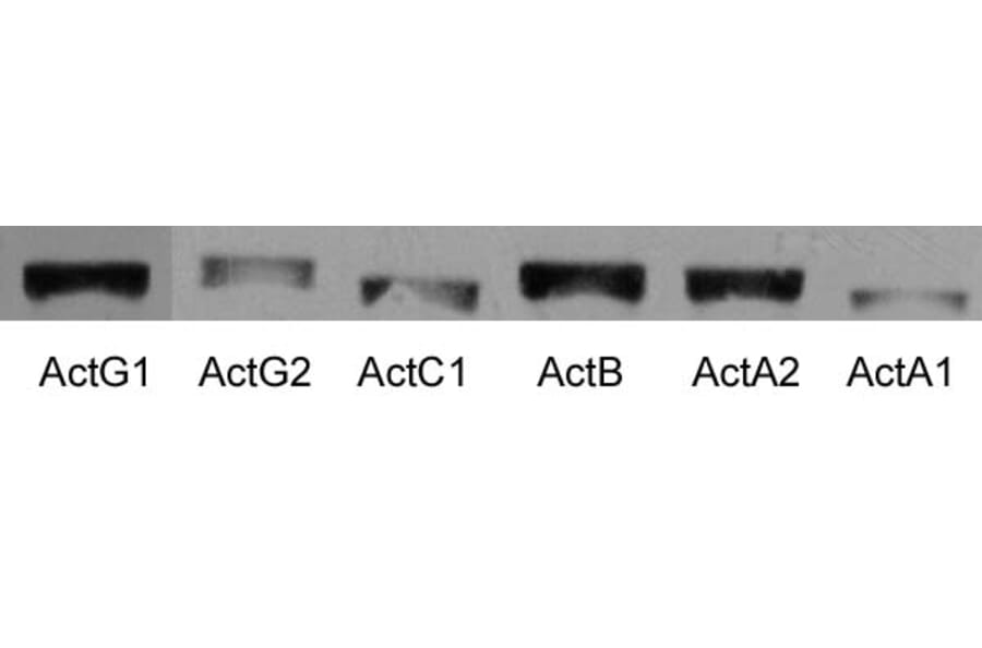 SDS-PAGE - Anti-Actin Antibody [5J11] (A85388) - Antibodies.com
